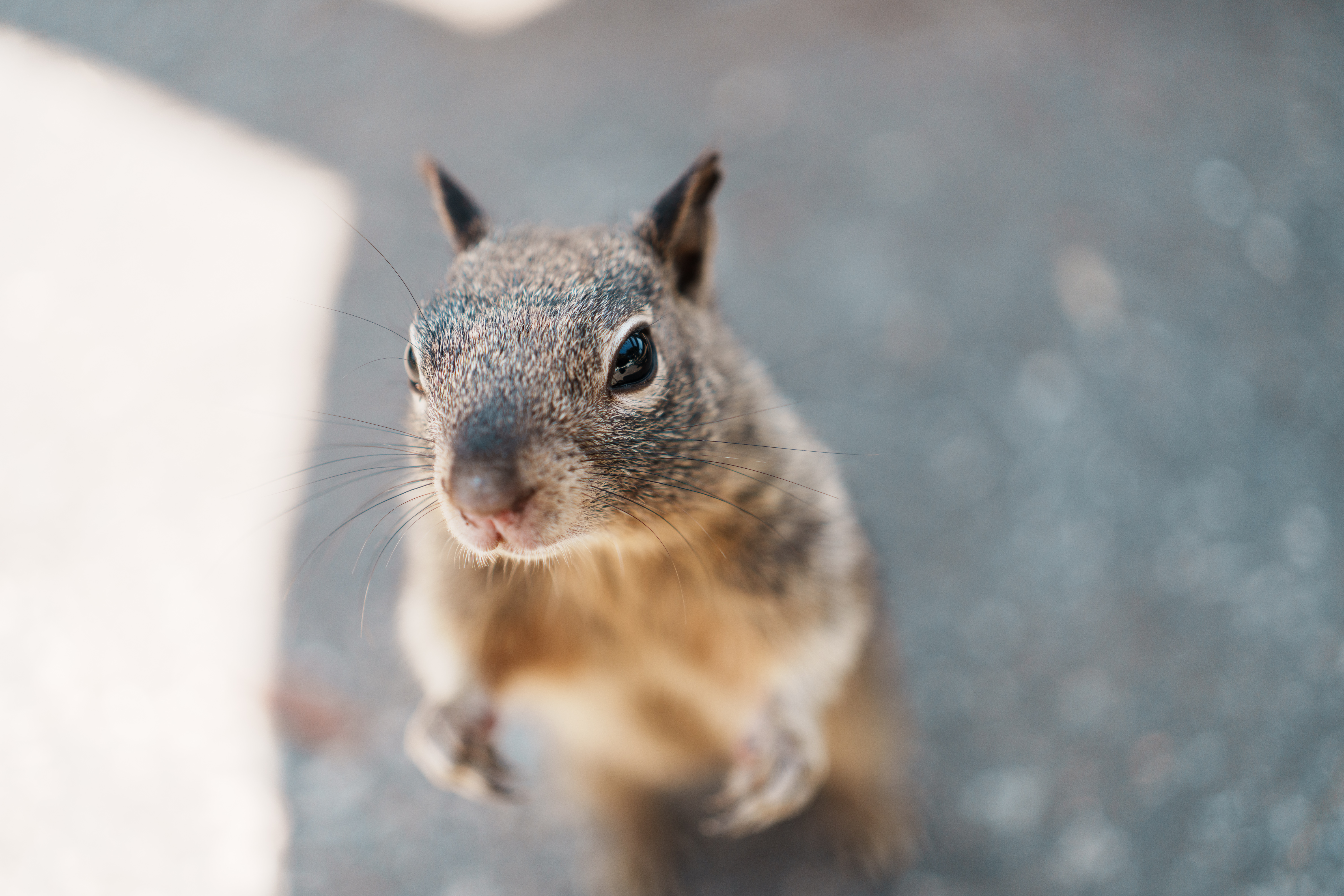 Curious Rodent, Los Angeles