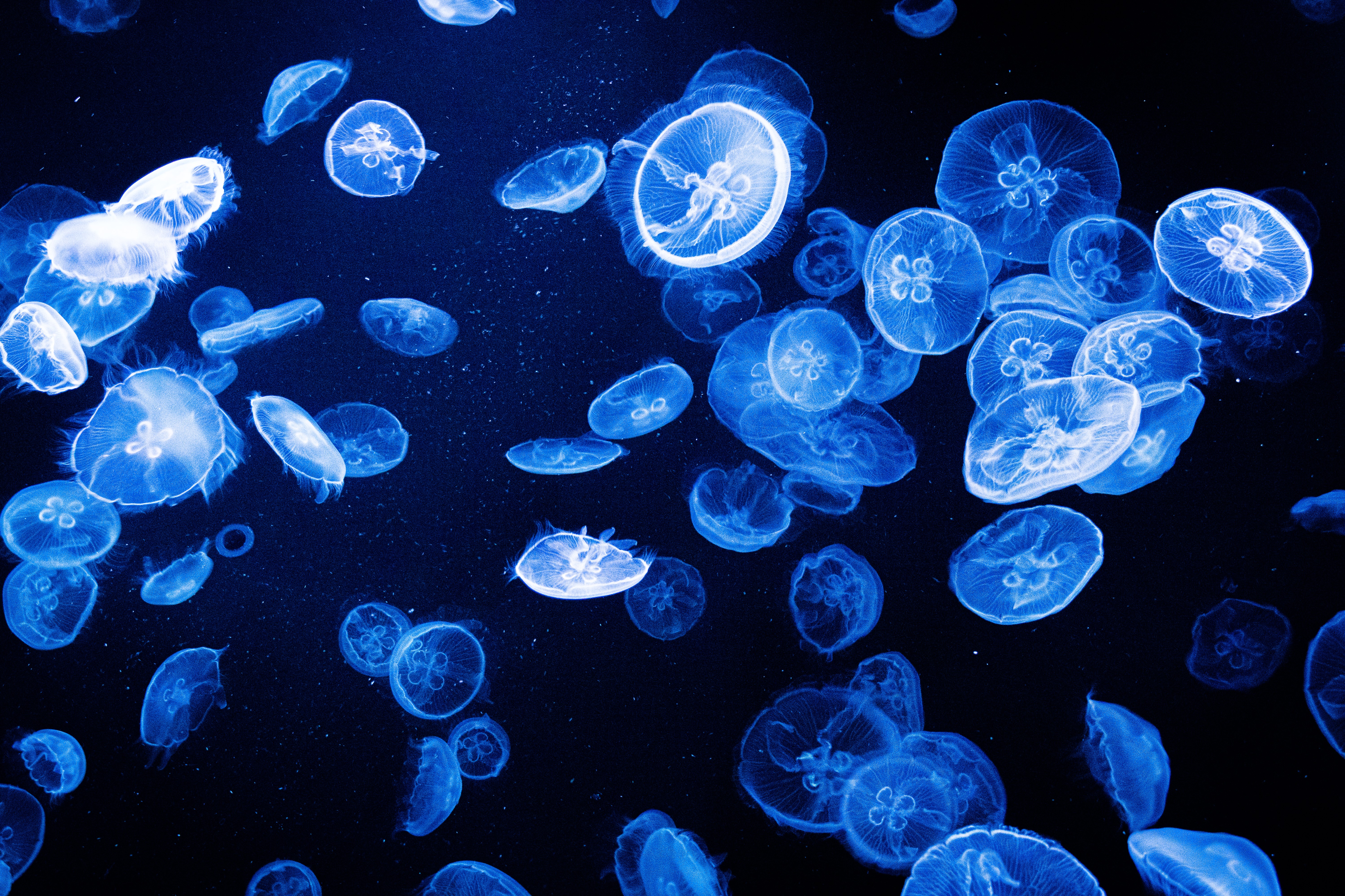 Jellyfish in the Sumida Aquarium, Tokyo