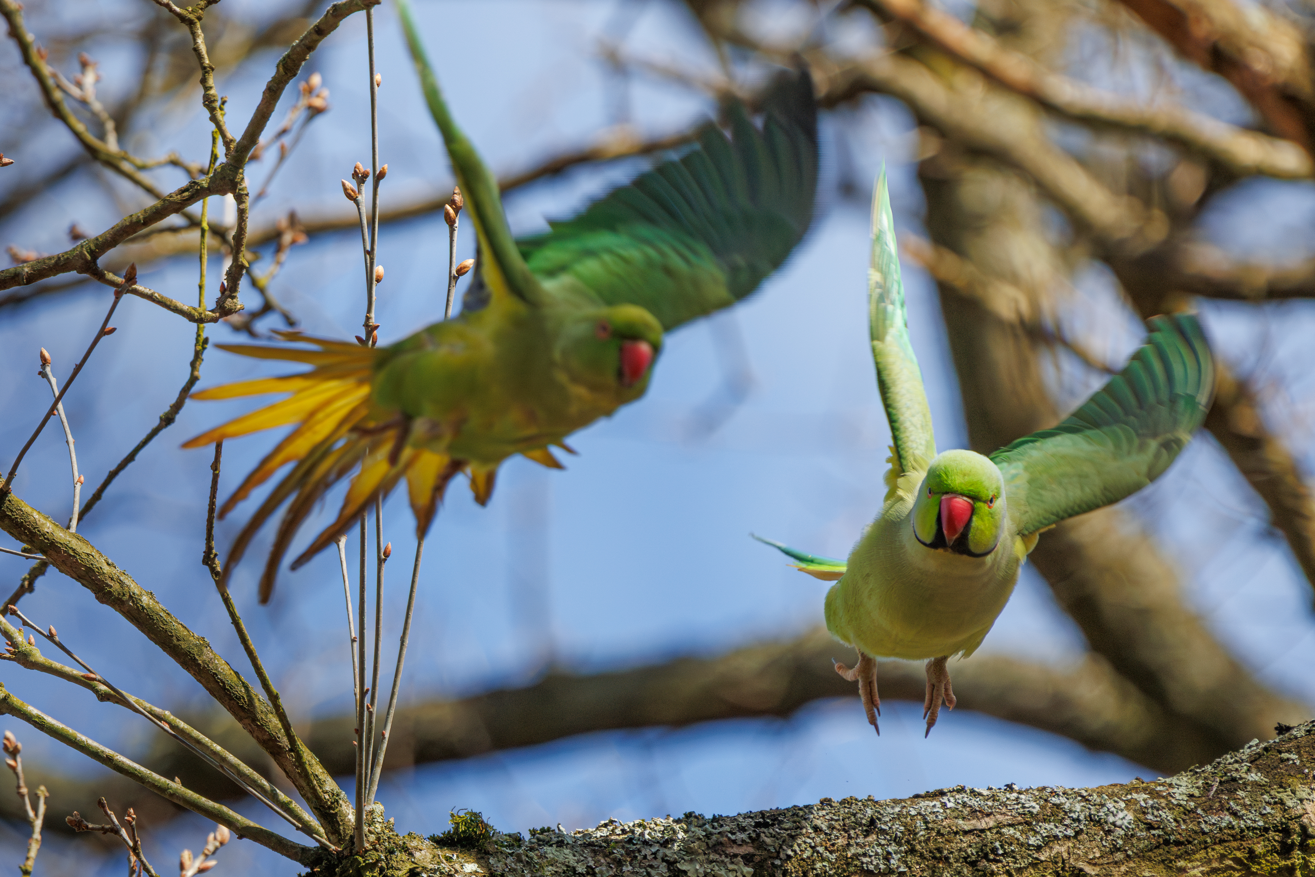 Parrots in Richmond Park