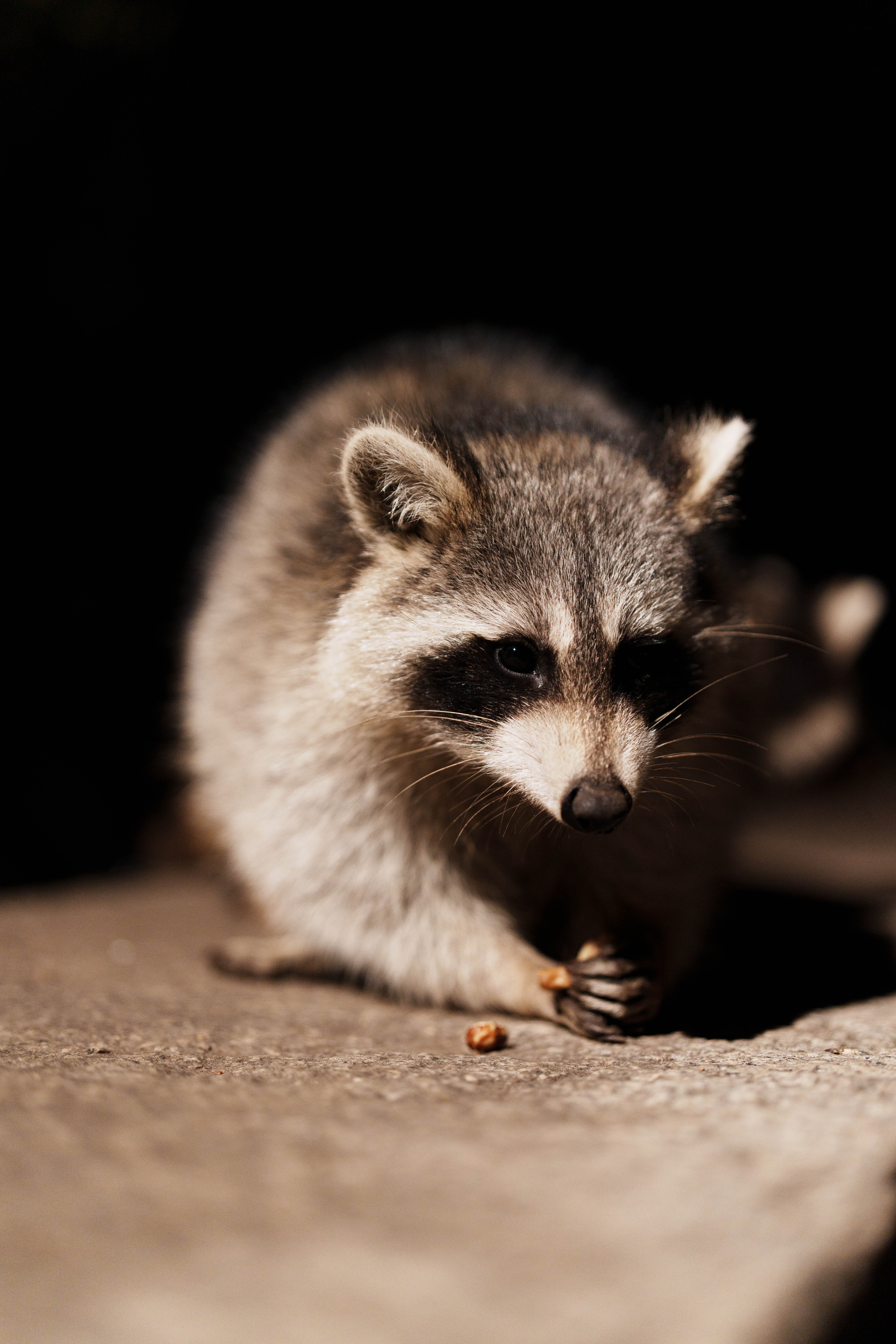 Raccoon at Hudson Bank