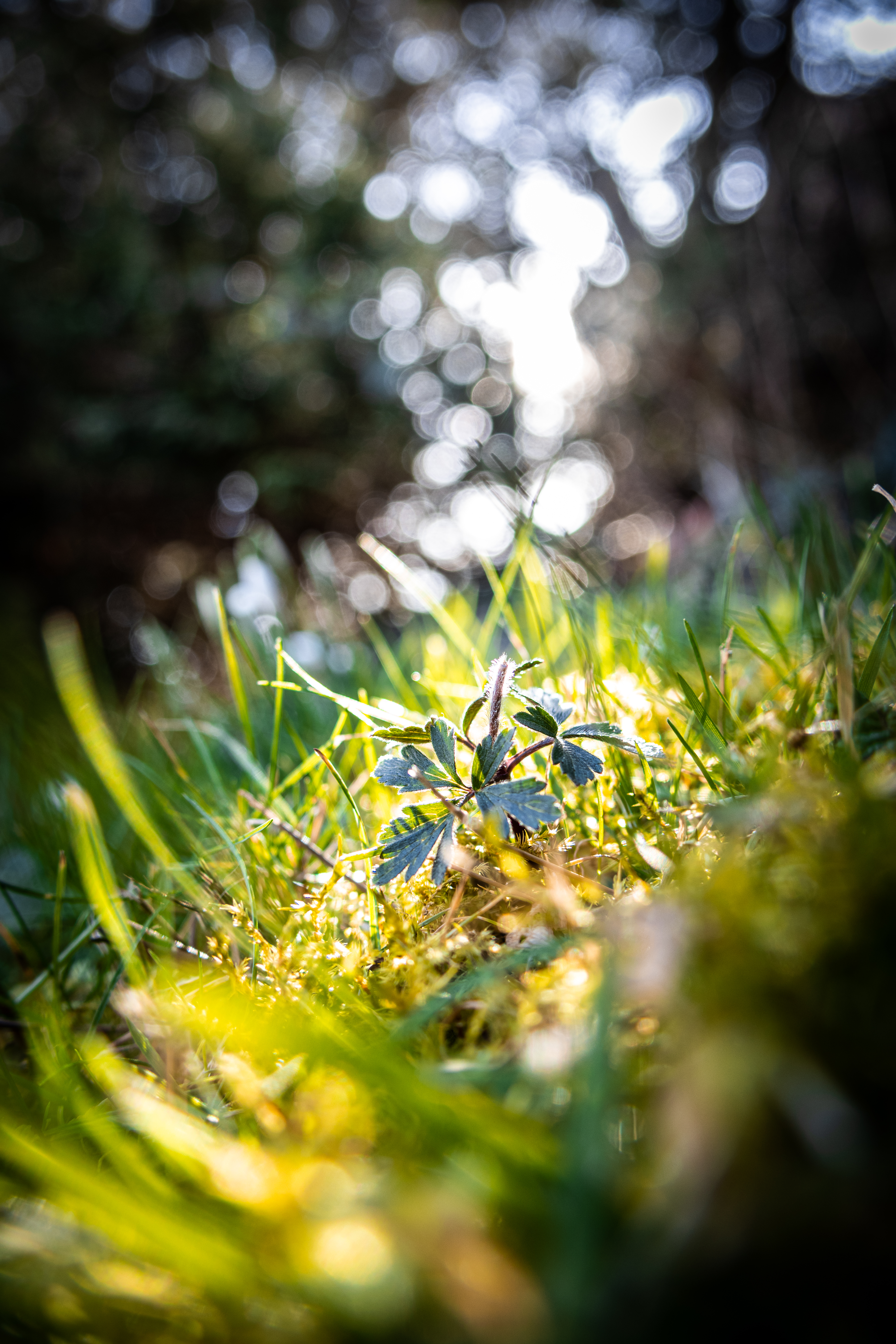 Springtime at Teddy Hall